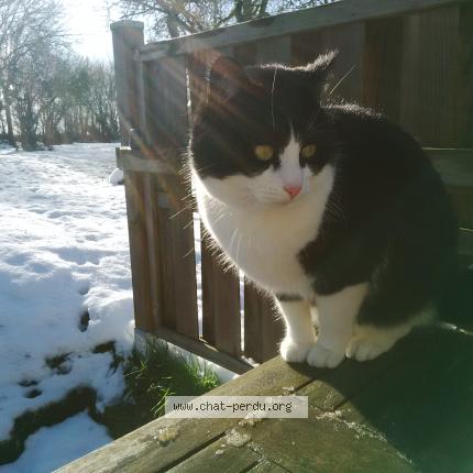 Foto 1/1 Moustique Chat perdido en La perche