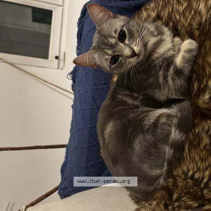 Foto 1/1 Molly Chat perdido en Maisons alfort