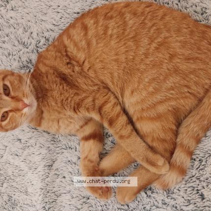 Foto 1/1 Isis Chat perdido en Rochefort