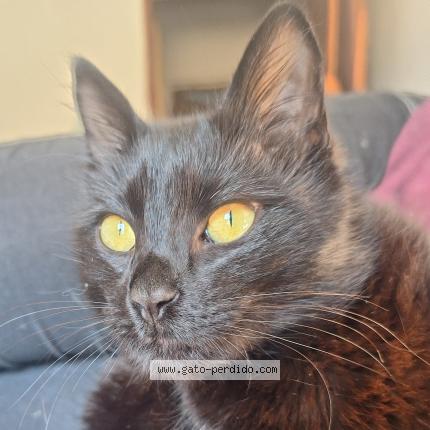 Foto 1/1 Gato encontrado Encontrado en San carlos