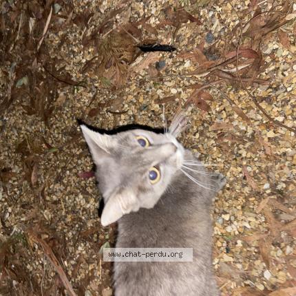 Foto 1/1 Gato encontrado Encontrado en Laval