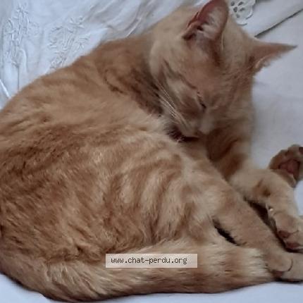 Foto 1/1 Célestin Chat perdido en Carnac