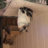 Foto del gato perdido en Vendaye Montalivet