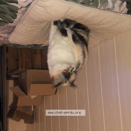 Foto 1/1 Misstinguet Chat perdido en Vendaye montalivet