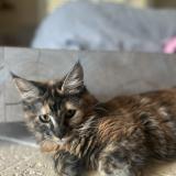 Foto del gato perdido en Marseille