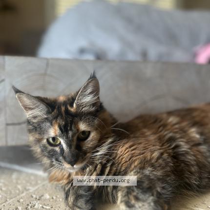 Foto 1/1 Kainette Chat perdido en Marseille