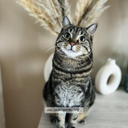 Foto 1/1 Tchoupi Chat perdido en Villieu loyes mollon