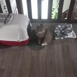 Foto del gato perdido en St Gildas De Rhuys