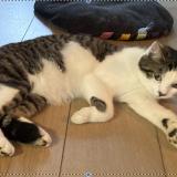 Foto del gato perdido en Emerchicourt