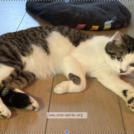 Foto 1/1 Zen Chat perdido en Emerchicourt