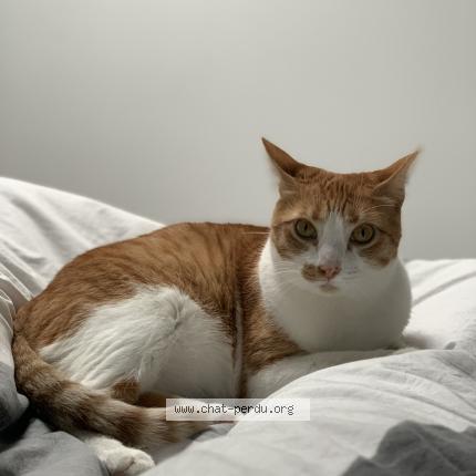 Foto 1/1 Minette Chat perdido en Bessens