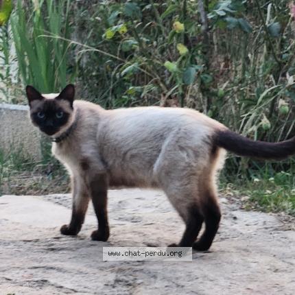 Foto 1/1 Gato encontrado Encontrado en Les cotes d arey