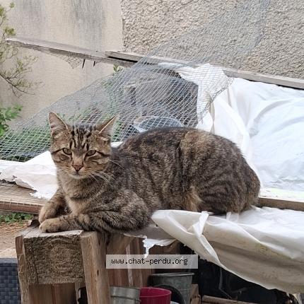 Foto 1/1 Jax Chat perdido en Plouescat