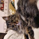 Foto del gato perdido en Bordeaux