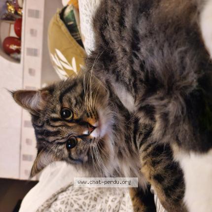 Foto 1/1 Gato encontrado Perdido en Bordeaux