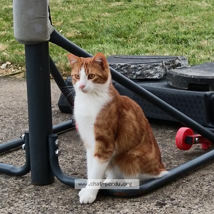 Foto 1/1 Spike Chat perdido en Gouesnou