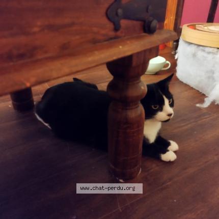 Foto 1/1 Fleur Chat perdido en Reims