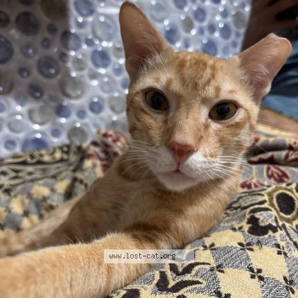 Foto 1/1 Chotu Chat perdido en Thane