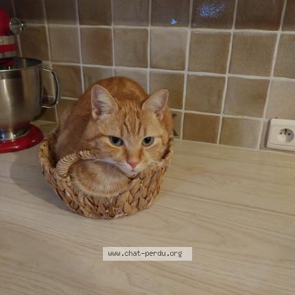 Foto 1/1 Sacha Chat perdido en Leeuw saint pierre