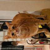 Foto del gato perdido en Chepy