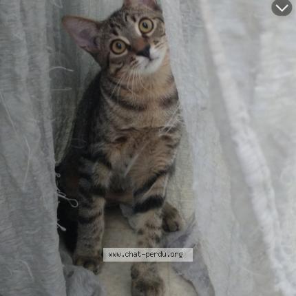 Foto 1/1 Milo Chat perdido en Joue les tours