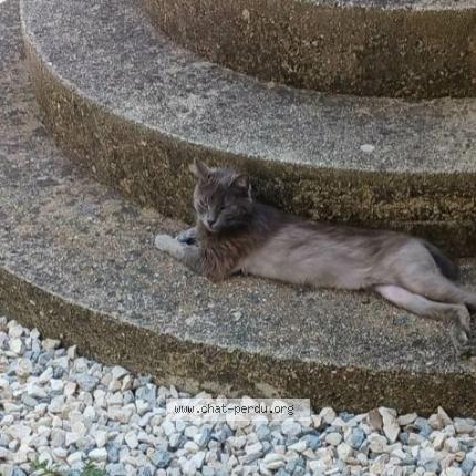 Foto 1/1 Evy Chat perdido en Russan sainte anastasie