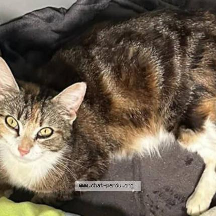 Foto 1/1 Lili Chat perdido en Saint bris des bois