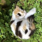 Foto del gato perdido en Voulangis