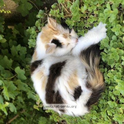 Foto 1/1 Minette Chat perdido en Voulangis