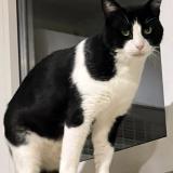 Foto del gato perdido en Urrugne