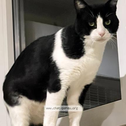 Foto 1/1 felix Chat perdido en Urrugne