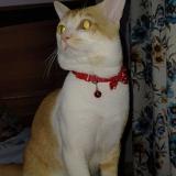 Foto del gato perdido en Thane