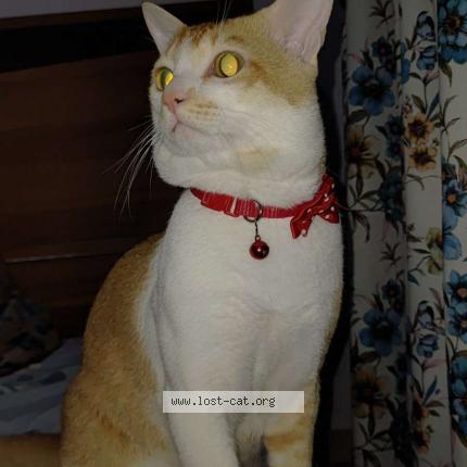 Foto 1/1 Dora Chat perdido en Thane