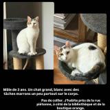 Foto del gato perdido en Lesparre Medoc