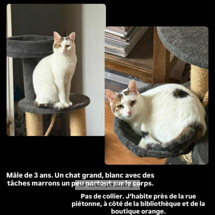 Foto 1/1 Simba Chat perdido en Lesparre medoc