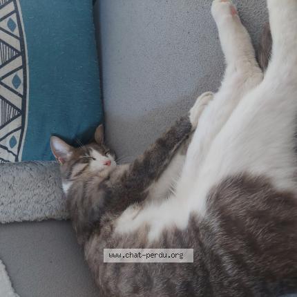 Foto 1/1 Beebul Chat perdido en Etriche