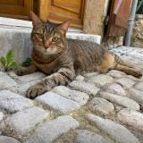 Foto del gato perdido en Lherm