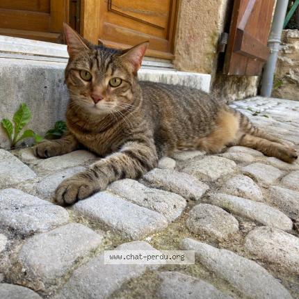 Foto 1/1 Lili Chat perdido en Lherm