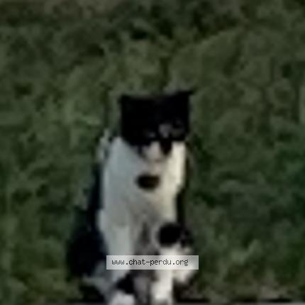 Foto 1/1 Gato encontrado Encontrado en Cholet