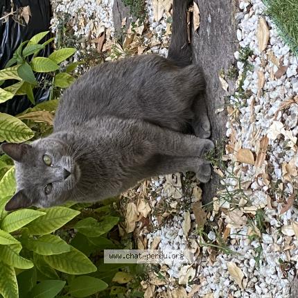 Foto 1/1 Gato encontrado Encontrado en Talence