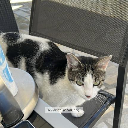 Foto 1/1 Umie Chat perdido en Saint chamond