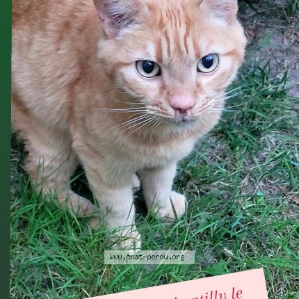 Foto 1/1 Gato encontrado Encontrado en Chantilly