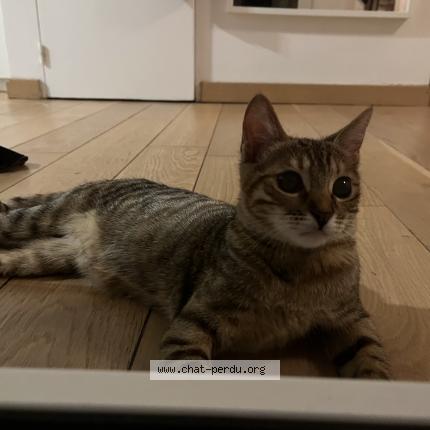 Foto 1/1 Leetchy Chat perdido en Maisons alfort