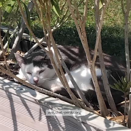 Foto 1/1 Gato encontrado Encontrado en Ploemel