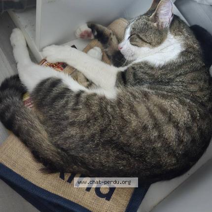 Foto 1/1 oceane Chat perdido en Chantraine