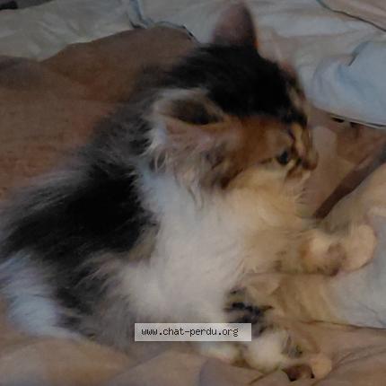 Foto 1/1 Panda Chat perdido en Allonne