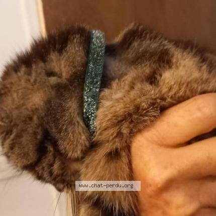 Foto 1/1 Gato encontrado Encontrado en Courcelles chaussy