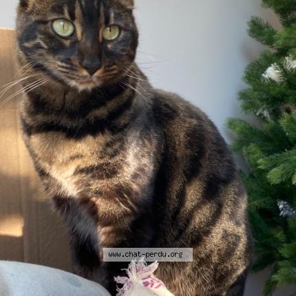 Foto 1/1 ROMY Chat perdido en Vert le petit