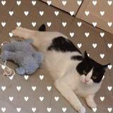 Foto del gato perdido en Coubon