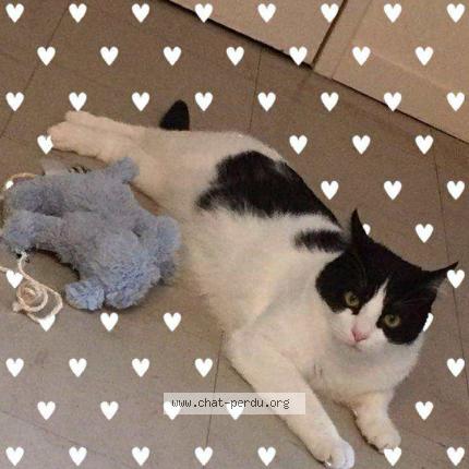 Foto 1/3 Boubou Chat perdido en Coubon